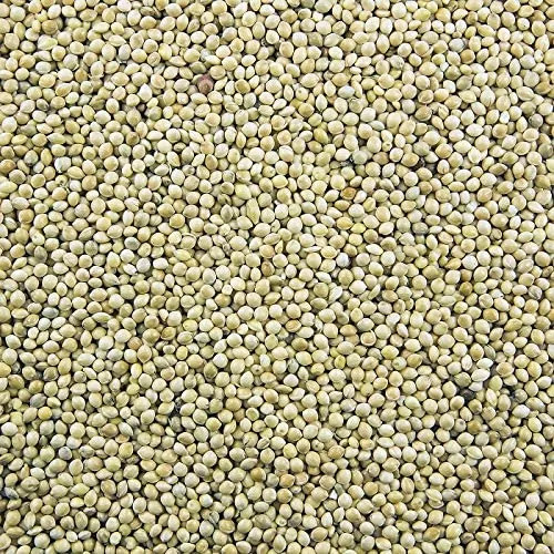 Feed: Millet - Delicious Wild or Domestic Bird Seed/Food - Free Shipping!