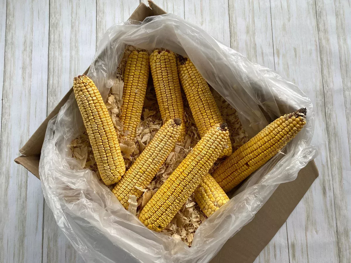 Feed: Organic Ear Corn - Baker's Dozen (13 Ears) - Packed in Pine Shavings - for Animal Feed - Squirrels Love it!