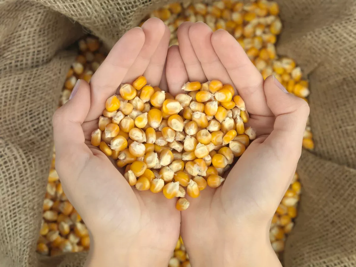 Feed: Shelled Whole Kernel Corn for Animal Feed