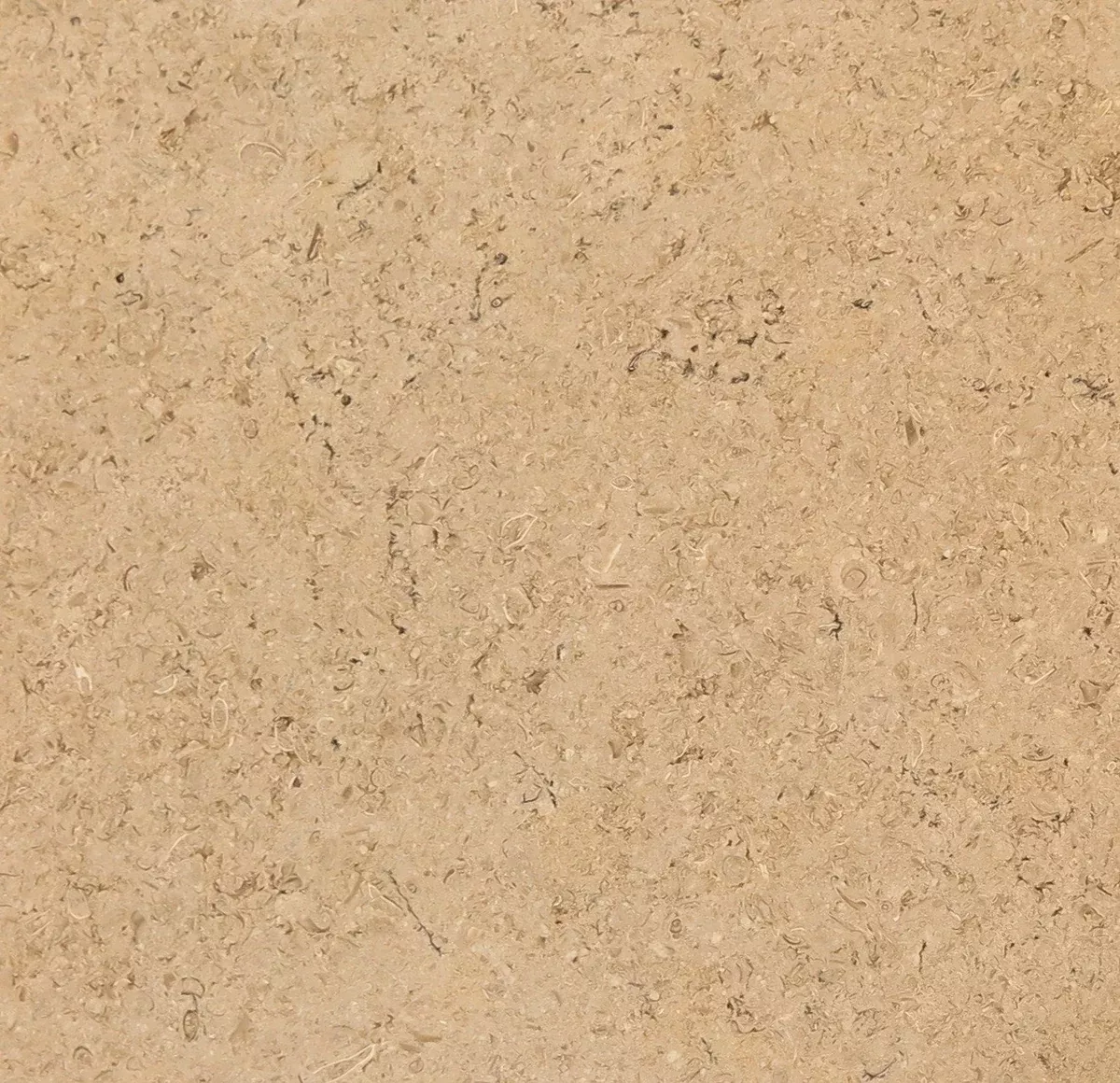 Trieste Limestone Tile - Polished